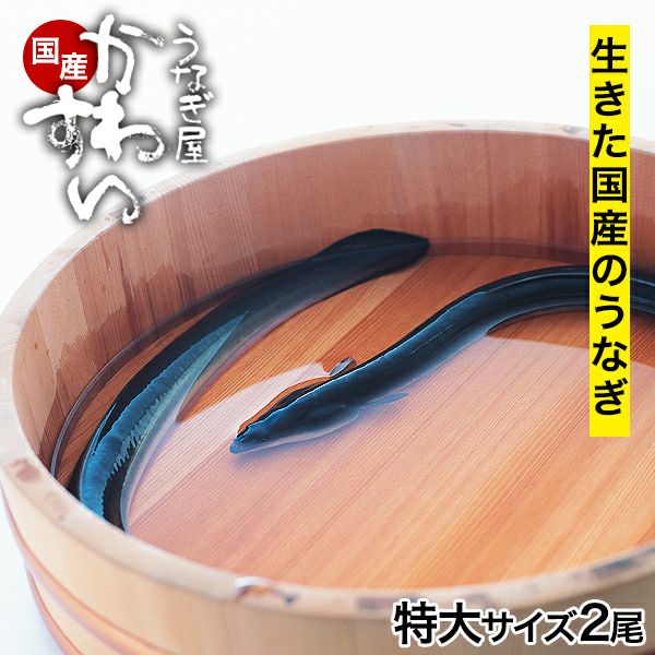 生きたうなぎ] 国産活鰻 特大サイズ2尾（1尾300g前後 活きた うなぎ